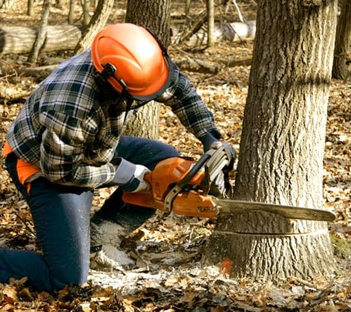 Tree Removal in Chamberlain, ME